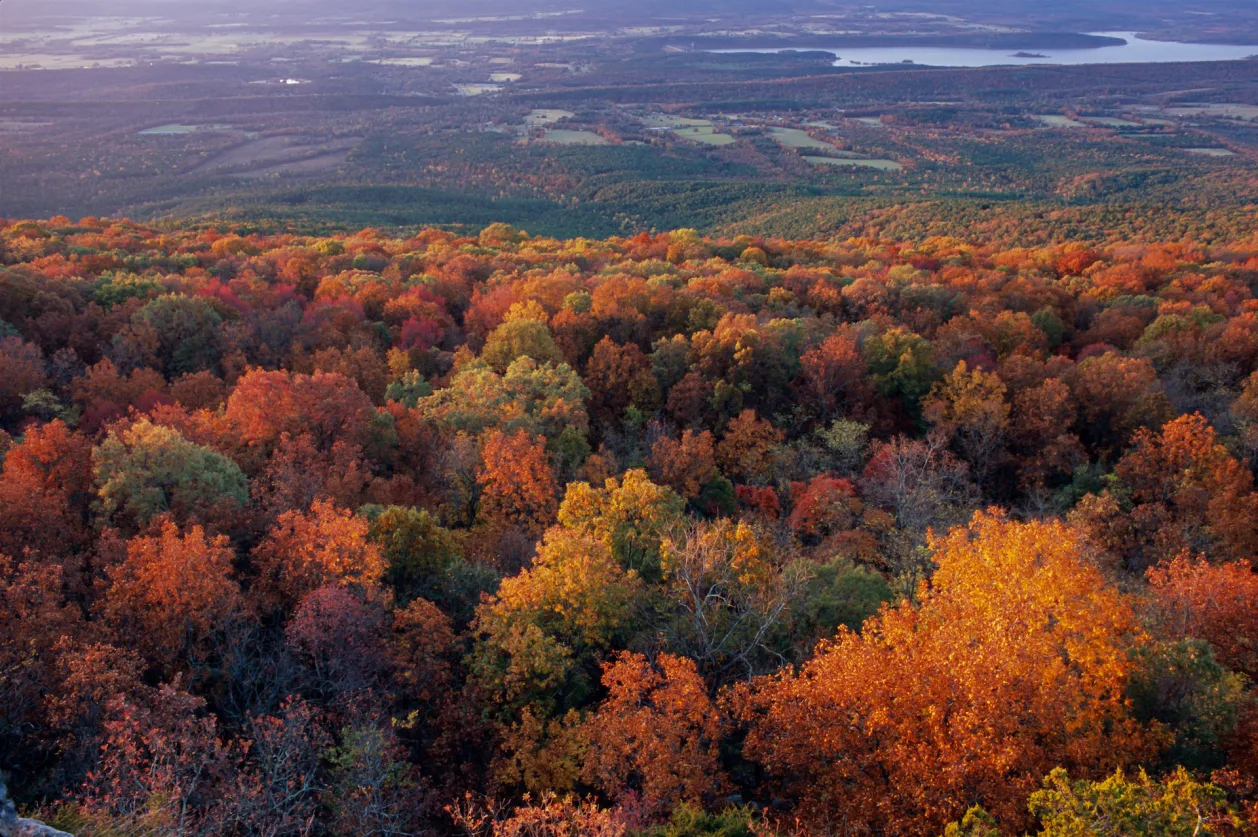 Leaf Peeping South Flank Forest, Sunrise, Mount Magazine, Arkansas